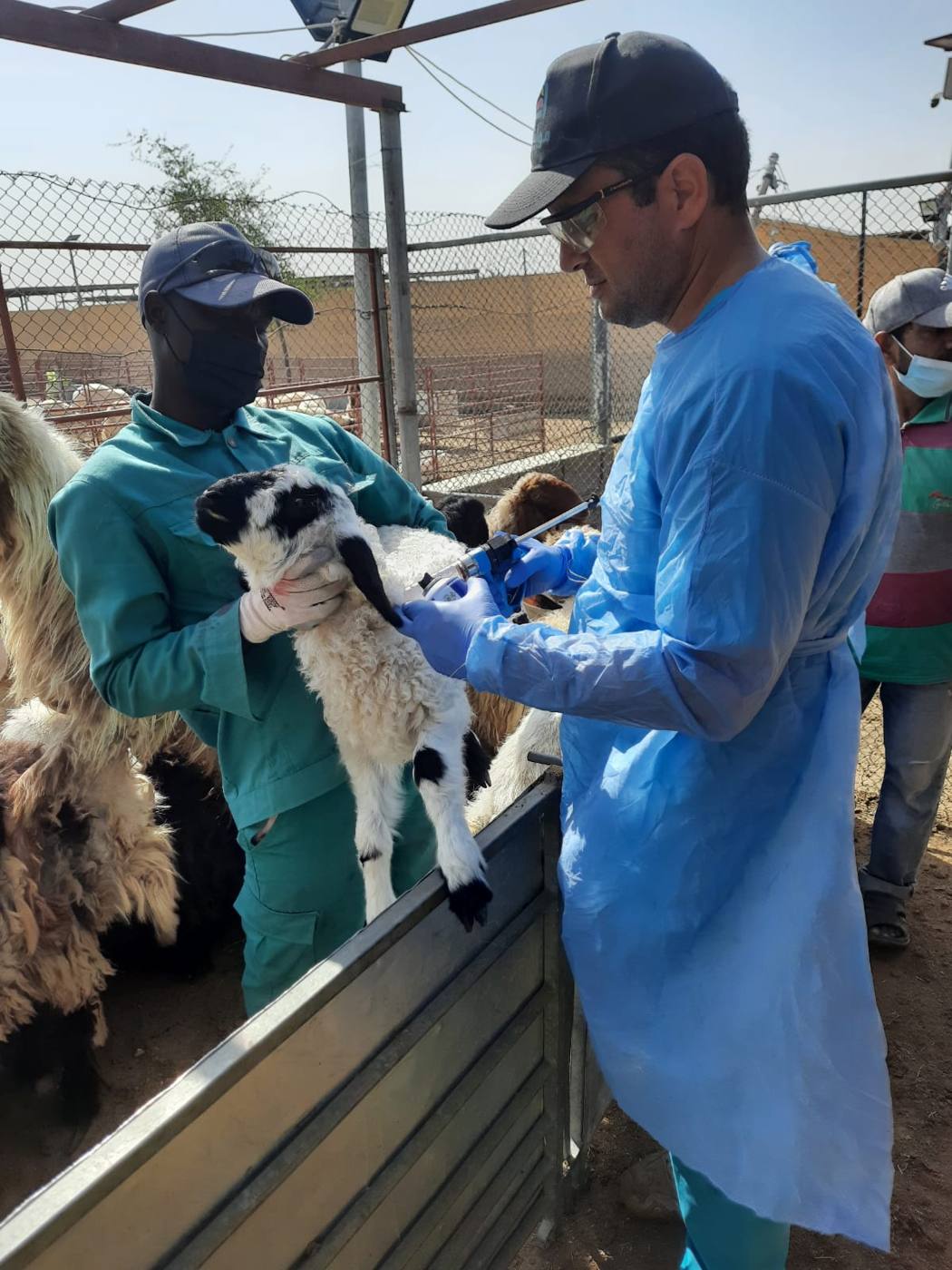 طبيب بيطري يفحص حملاً في المزرعة