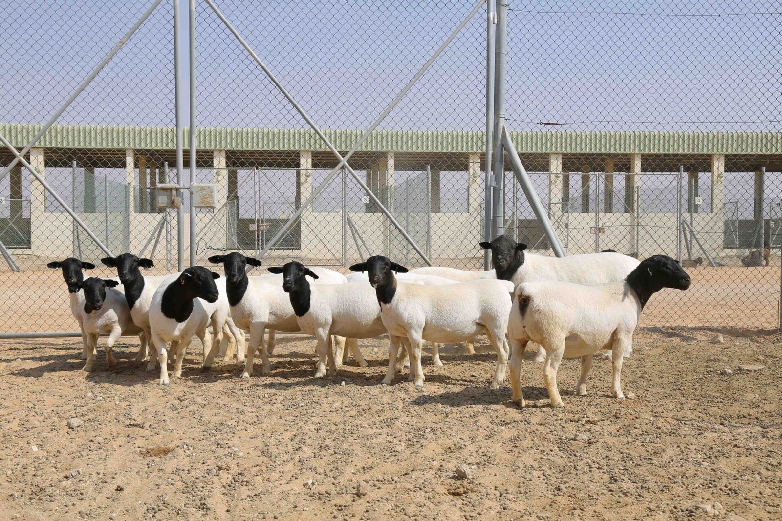 قطيع أغنام في حظائر مزرعة مواشي النموذجية في الساد