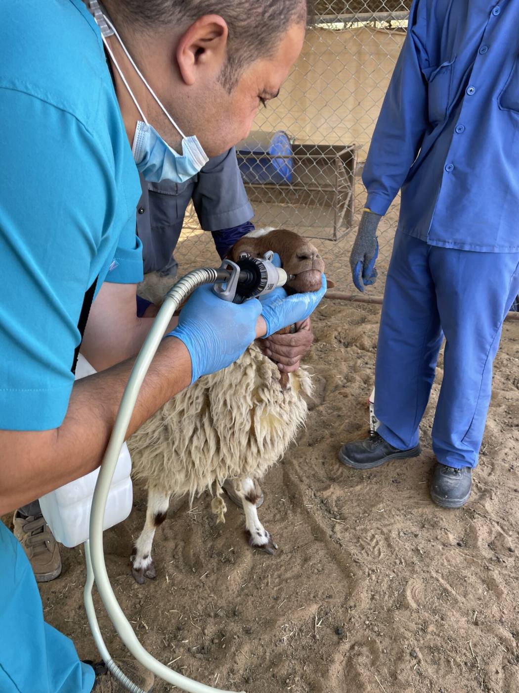 طبيب بيطري يفحص الحمل لدى الأغنام بالأمواج فوق الصوتية
