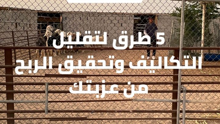 5 طرق لتقليل التكاليف وتحقيق الربح من مزارع الأغنام والماعز