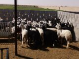 تربية الأغنام في الإمارات - شركة مواشي لإدارة المزارع