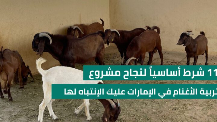 11 شرط أساسيا في مشروع تربية الأغنام في الإمارات عليك الإنتباه لها