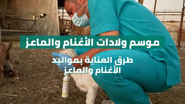 طبيب من شركة مواشي لإدارة المزارع يقوم بفحص احد مواليد الاغنام