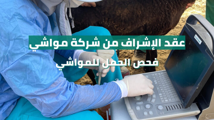 احد اطباء شركة مواشي يقوم بعملية فحص حمل في احدى المزارع المتعاقدة