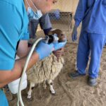 Mawashi doctor doing health vaccination