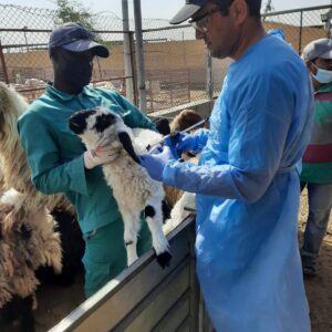 vet doctor managing farm